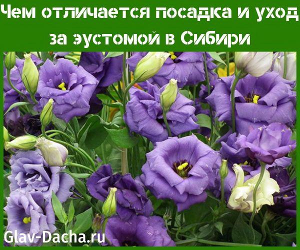 plantera och ta hand om eustoma i Sibirien