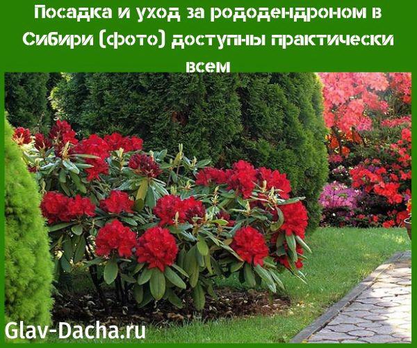 piantare e prendersi cura del rododendro nella foto della Siberia