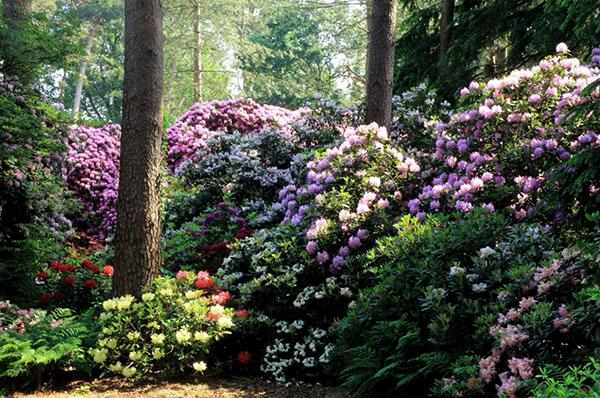 rhododendrons en paysage