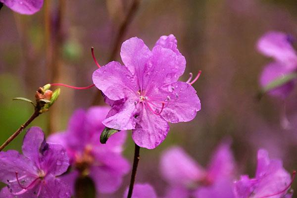 floraison délicate du rhododendron