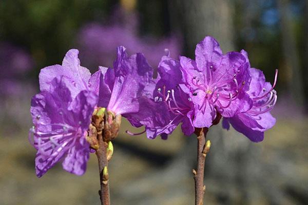 kwitnie rododendron daurian