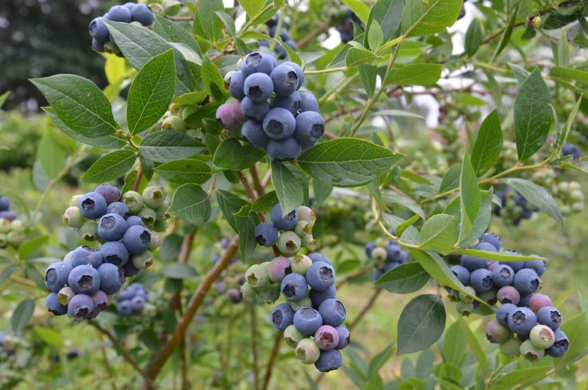 ciri-ciri varietas blueberry toro