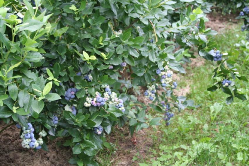 semak blueberry