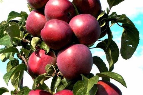 elma ağacı sütunlu takımyıldızı