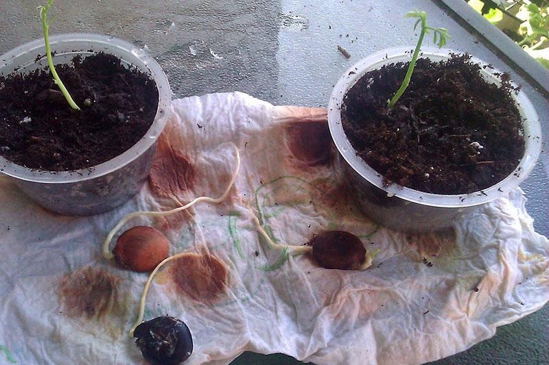 bagaimana wisteria merebak dengan biji