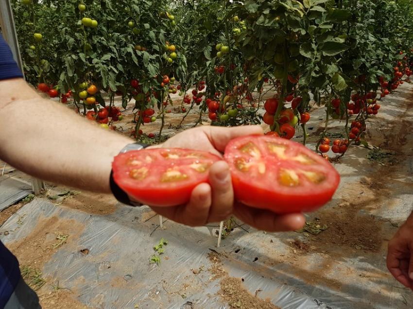как да подобрим вкуса на доматите