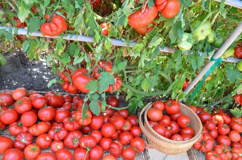 зрели домати