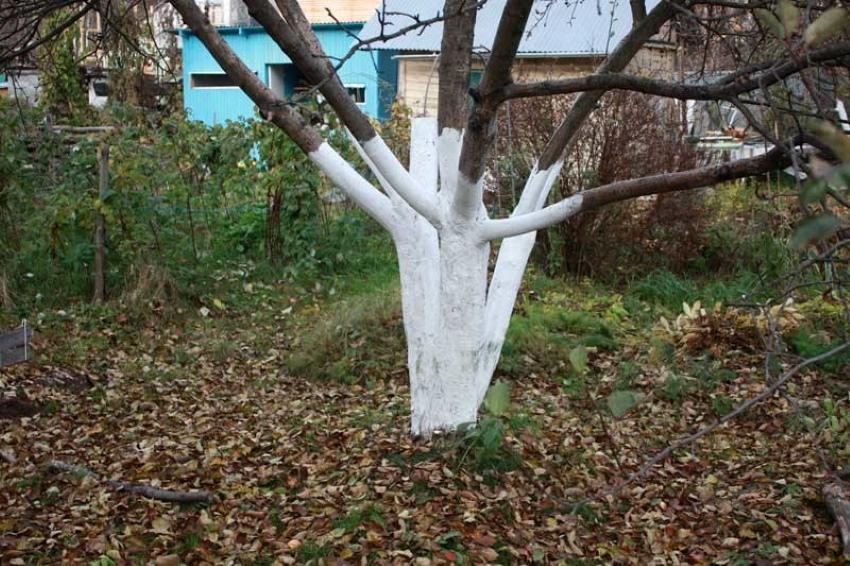 when to whitewash fruit trees in autumn