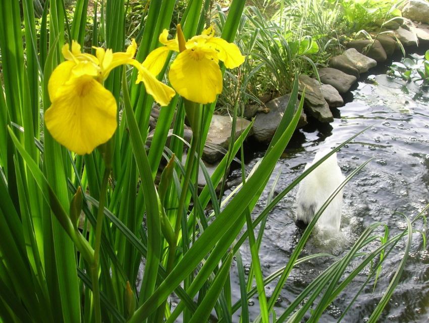 bataklık irisi ne zaman ekilir