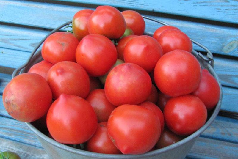 nakladanie paradajok