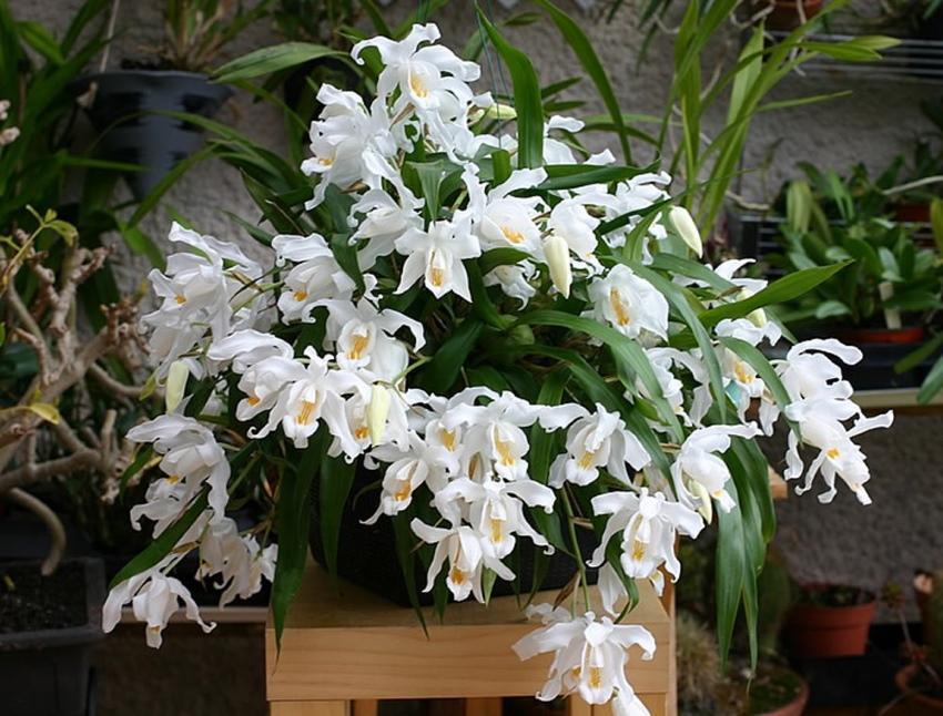 orchidée de cellogin