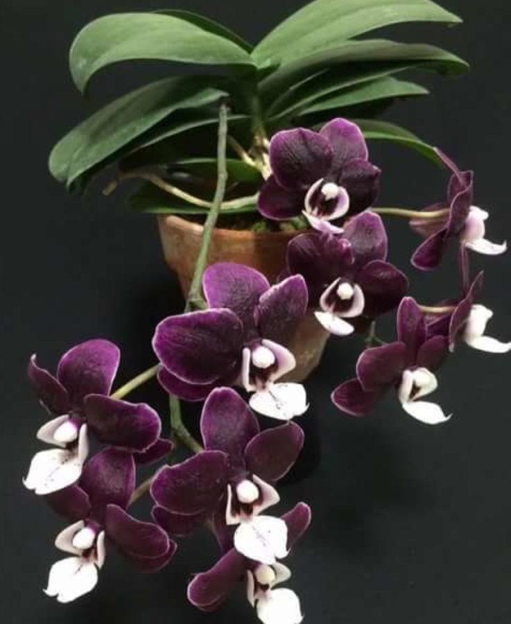 rysy caoda orchideje