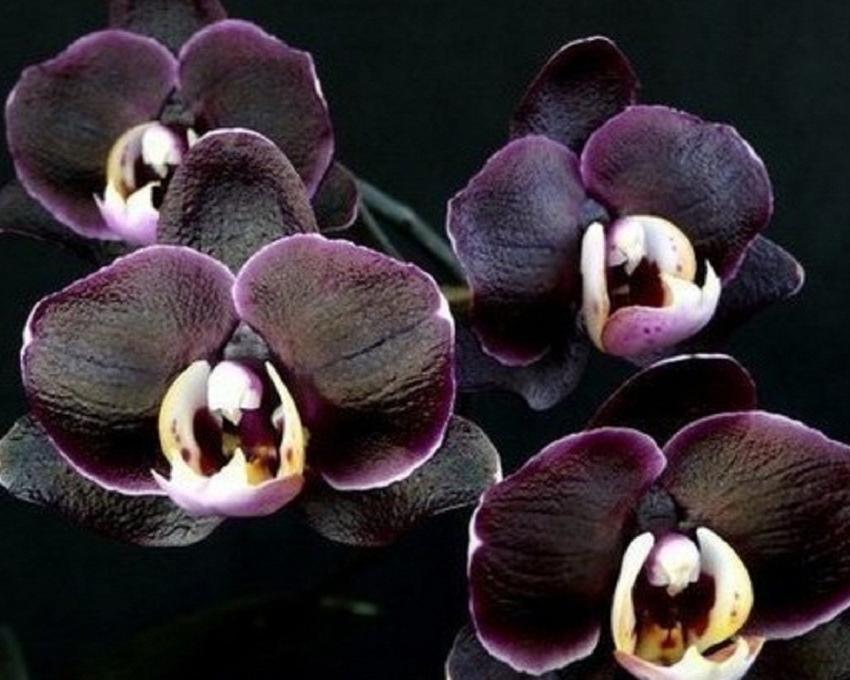 černá orchidej