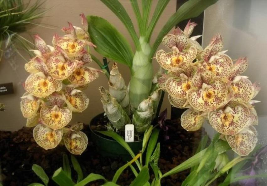 ciri-ciri orkid catasetum