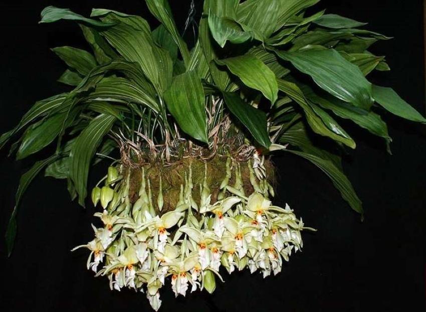как да се грижим за орхидея от стангопея