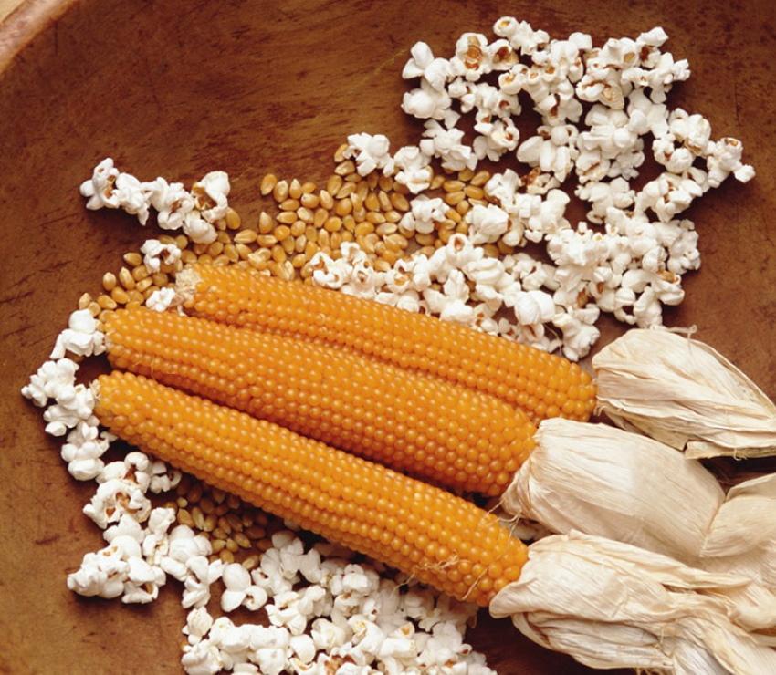 maïsvariëteiten voor popcorn