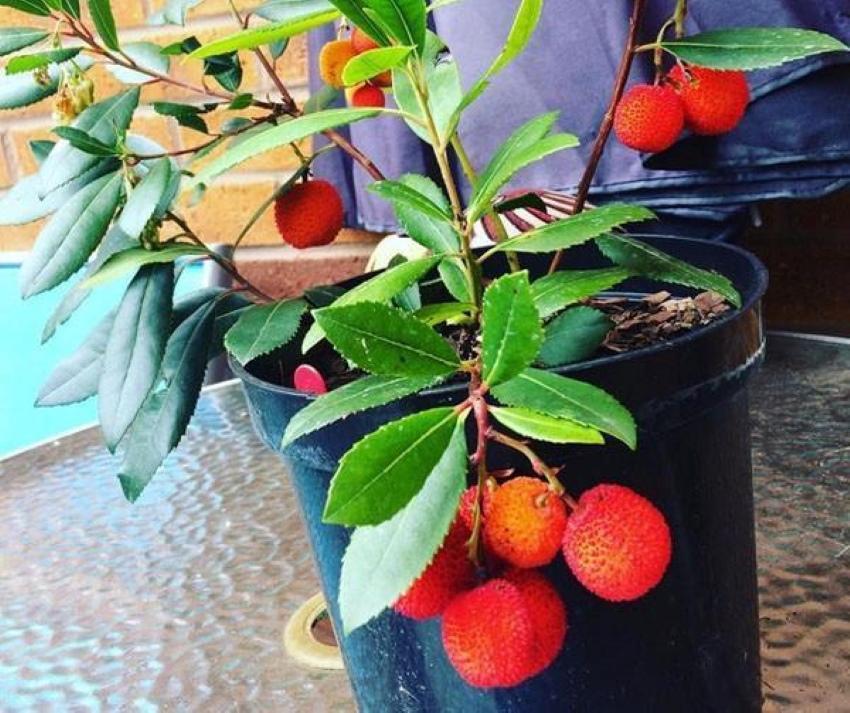 växande jordgubbar