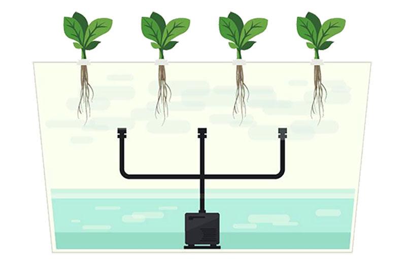 piante in crescita senza suolo