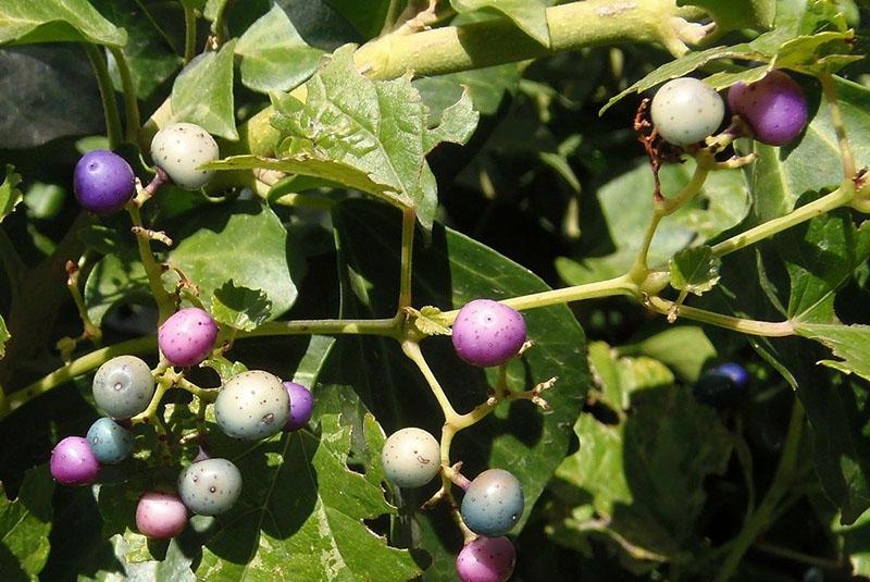 Famille de raisins du genre ampelopsis