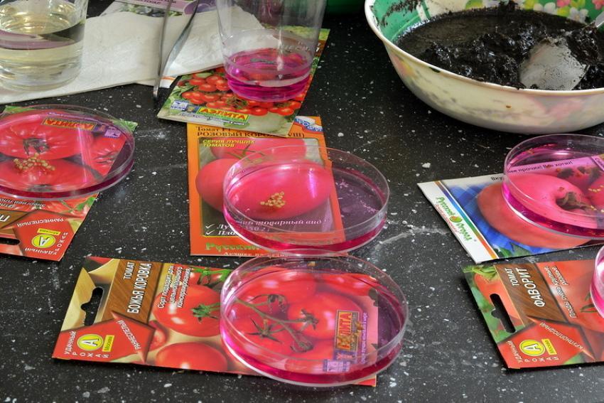 hur man bearbetar tomatfrön före sådd