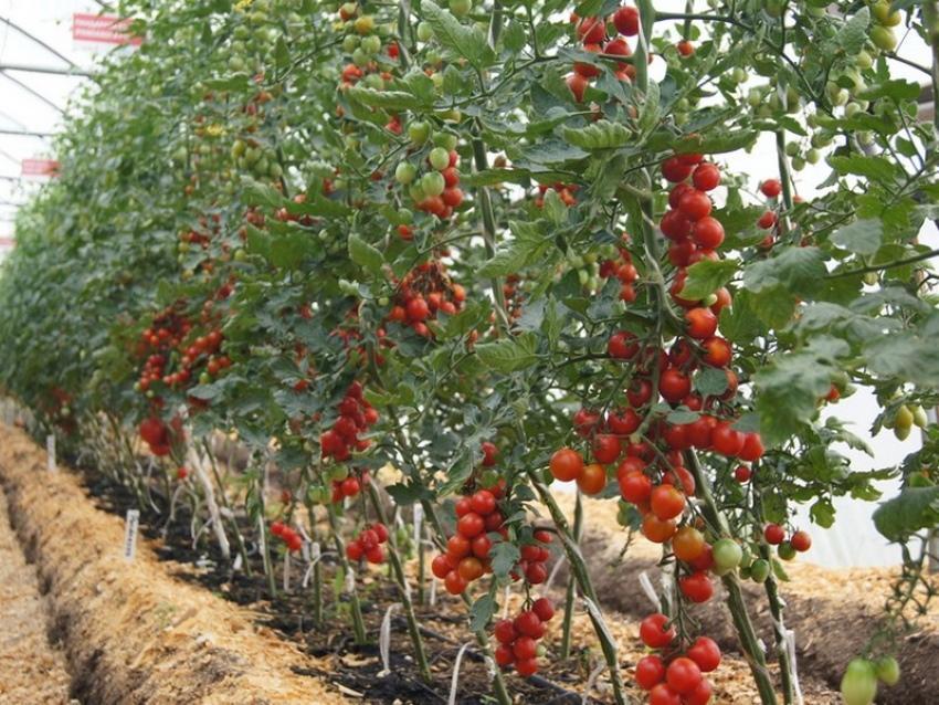 cómo detener el crecimiento de tomates indeterminados