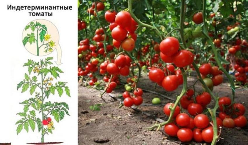 tomates indeterminados