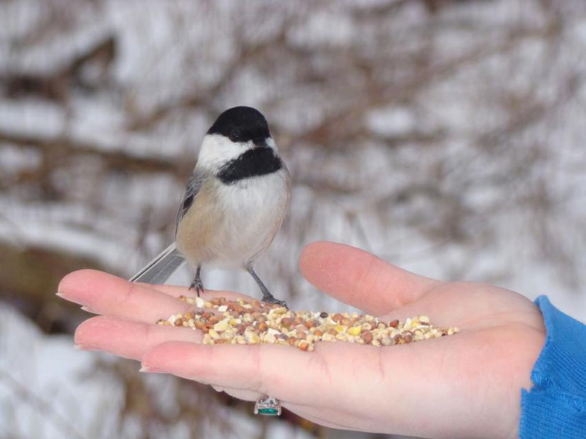 how to feed the birds properly