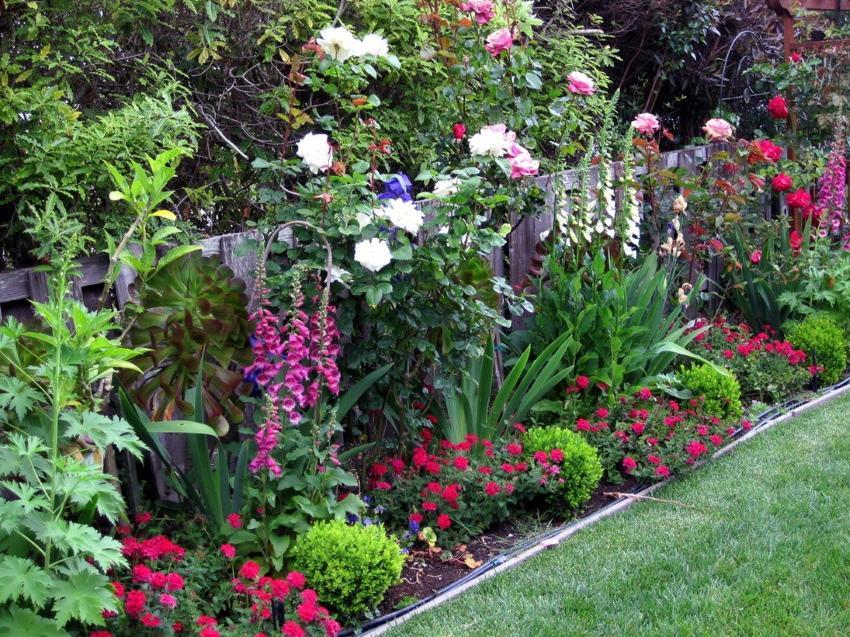 cum să combinați plante în grădină
