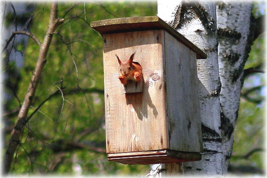 esquirol en una caseta d’ocells