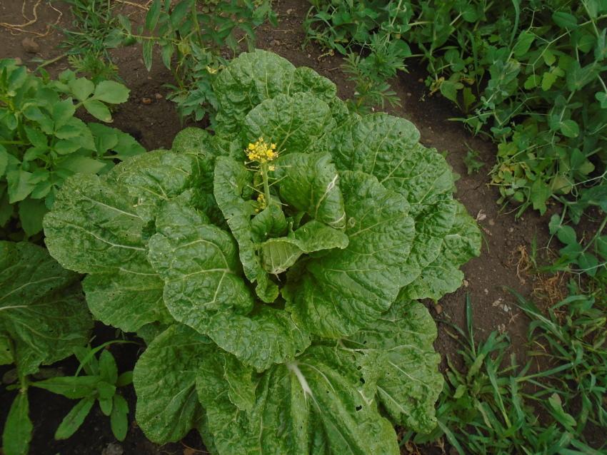 what to do if the Chinese cabbage is in bloom
