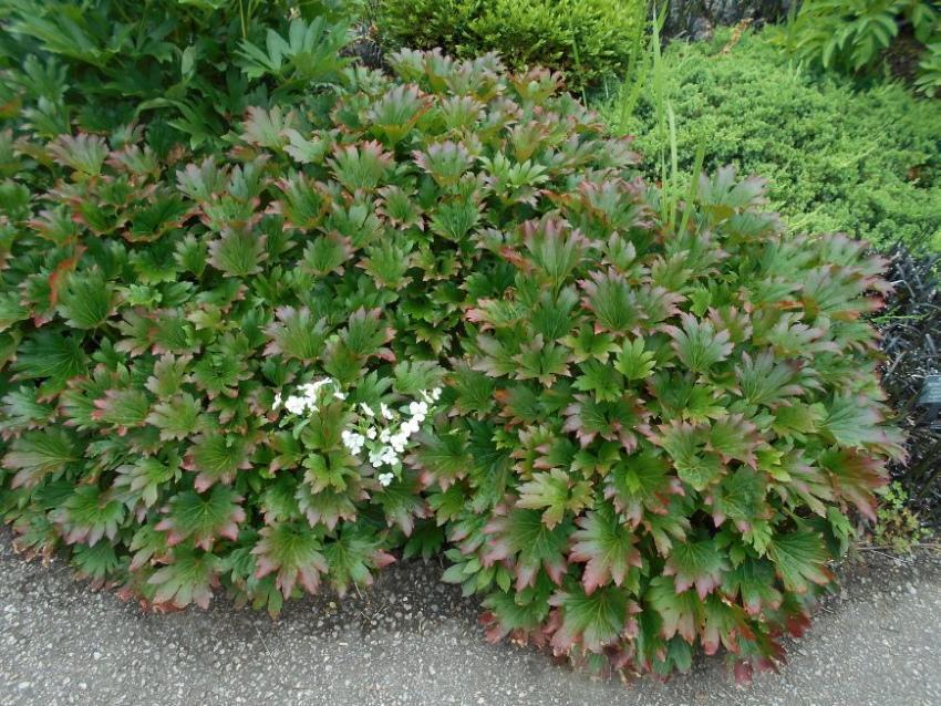 градинско растение с листа като клен