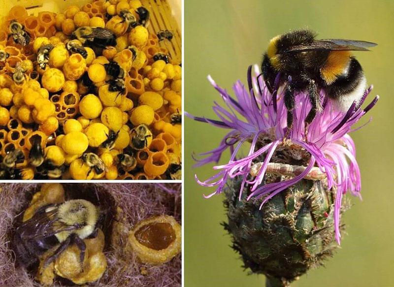 пчела събира нектар