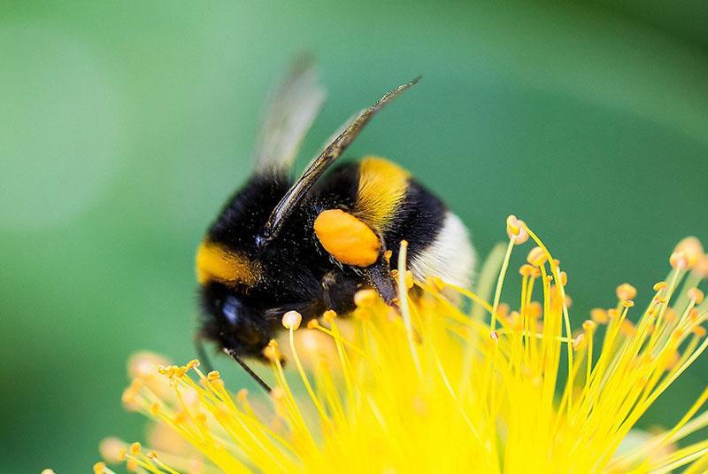 humla pollinerar växter