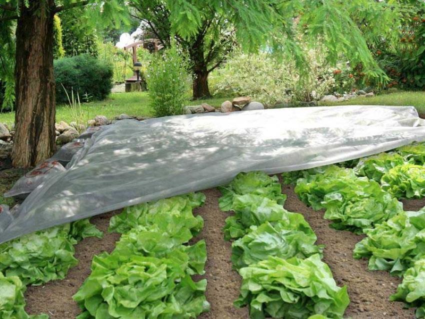 beyaz agrofiberli salata