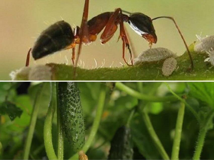 come sbarazzarsi delle formiche nei cetrioli