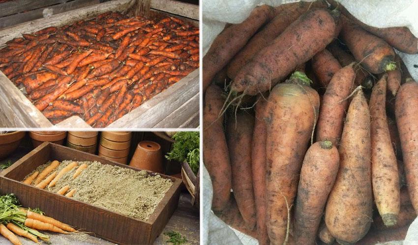 как да съхранявате морковите