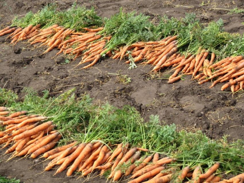 wann man Karotten gräbt