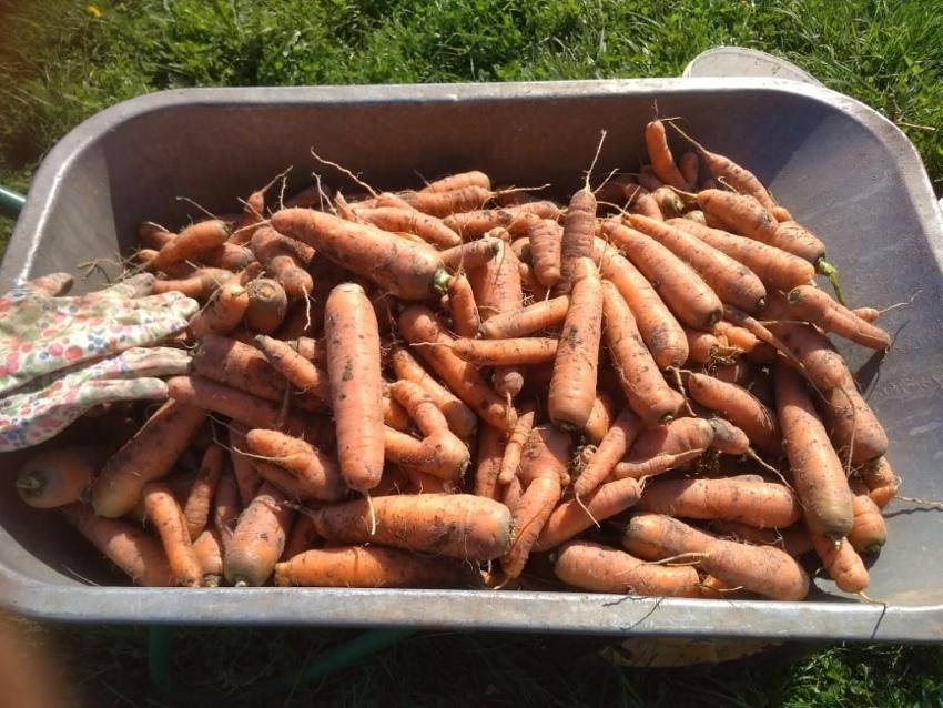 forbereder gulrøtter for lagring