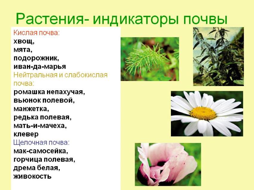 ukazovatele rastlín