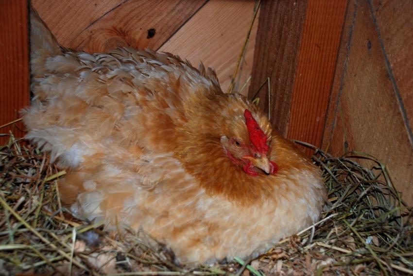hur man lägger en kyckling på ägg