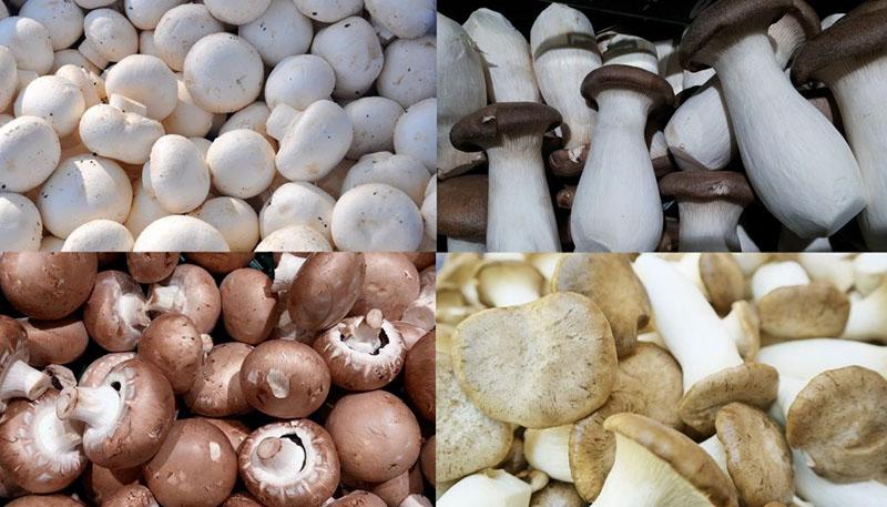 mushrooms for freezing