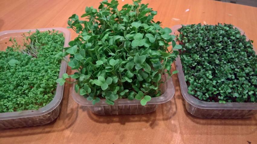 как да отглеждаме микрозелени у дома