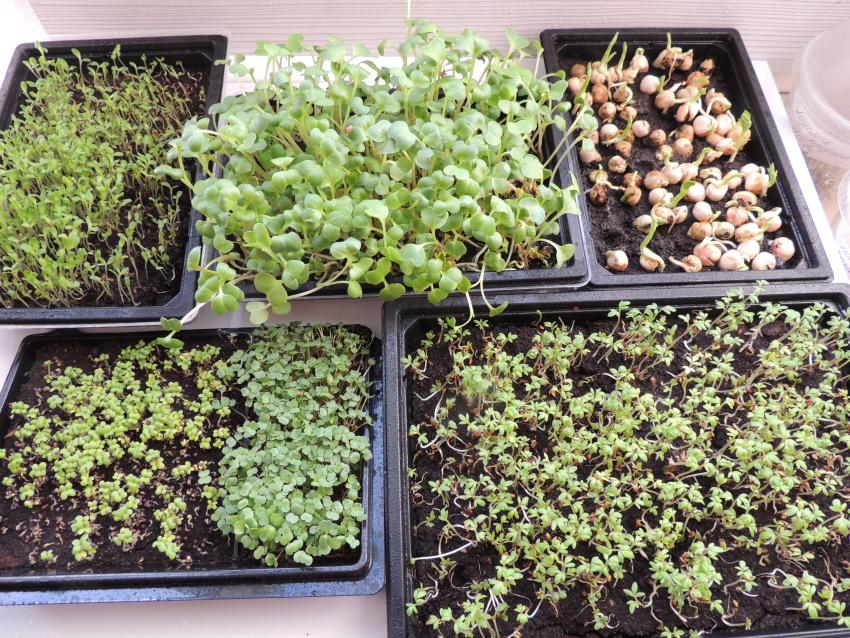 trồng microgreen trên đất