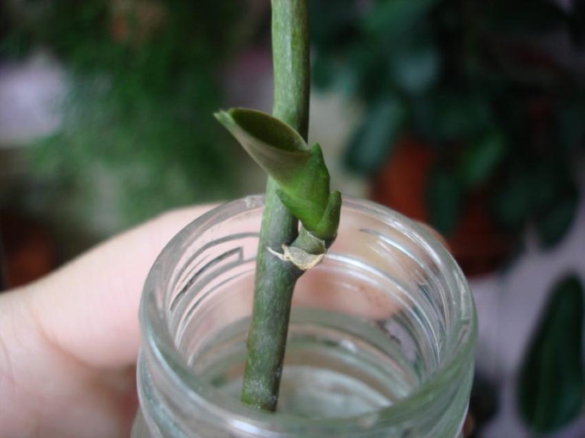 come far crescere un'orchidea da un peduncolo