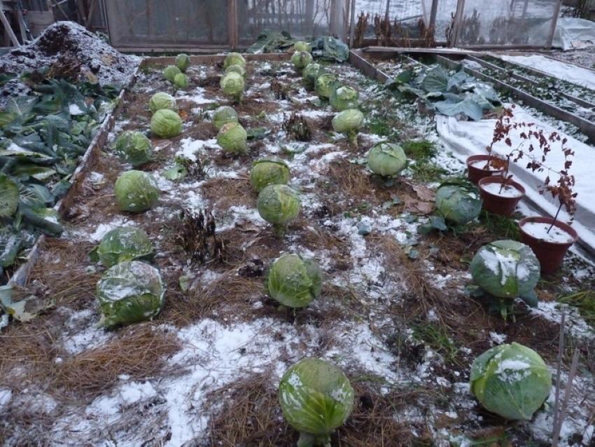 what to do if the cabbage is frozen in the garden