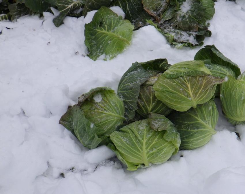 cabbage under the snow