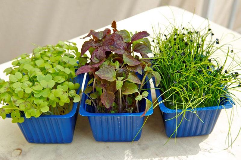 selection of plants for obtaining microgreens