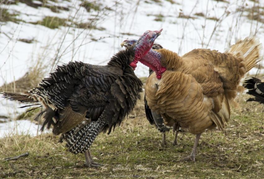 why turkeys fight and what to do about it