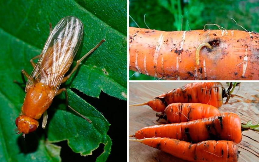 carrot fly on carrots