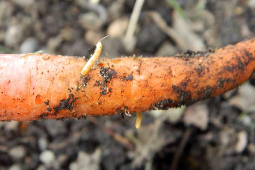 wireworm on carrots